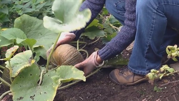 Illustrated tutorial on growing pumpkins How to grow pumpkins