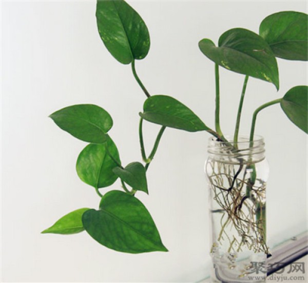 What are the benefits of growing pothos? Four major functions of green radish