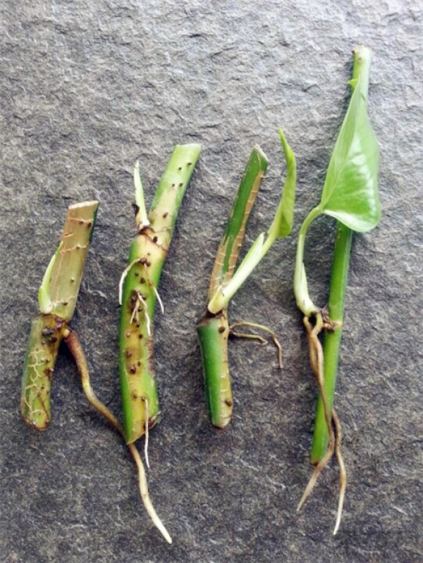 How to propagate green radish - illustration of the steps for cutting green radish