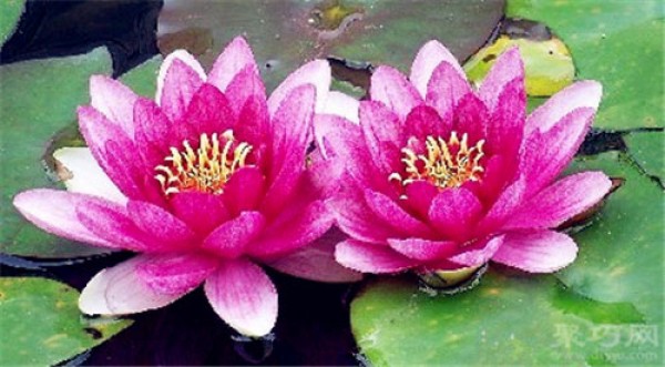 Birthday flower for August 5th: Water lily Water lily flower language