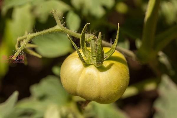 Illustrated tutorial on growing tomatoes How to grow tomatoes