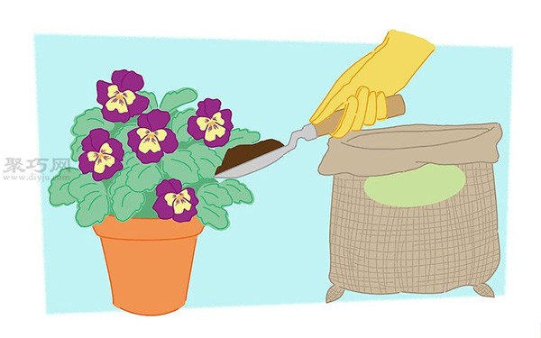 How to grow pansies. Teach you how to grow pansies.