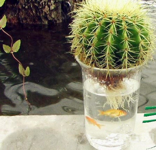 Can cactus be grown in water? How to grow hydroponic cactus