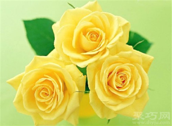 Birthday flower for June 1st: Yellow rose Yellow rose flower language