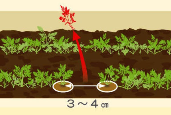 How to grow carrots in pots on the balcony Tips on growing carrot seedlings and thinning