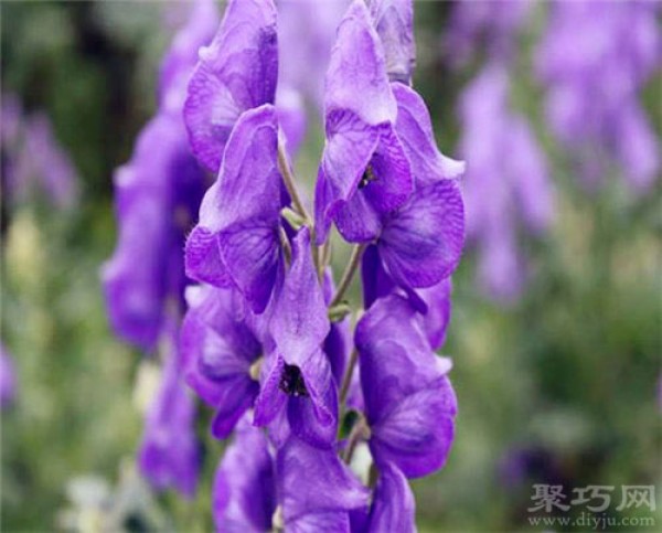 May 19th birthday flower: aconite flower. Flower language of aconite flower.