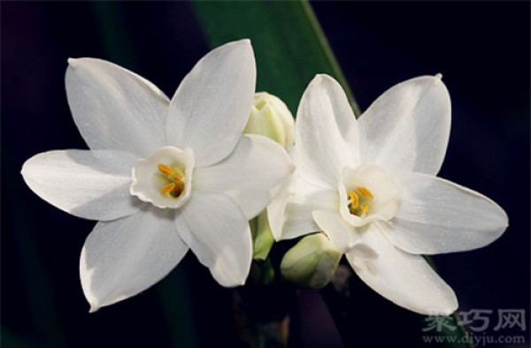 Birthday flower for April 21st: Snow White Narcissus Snow White Narcissus Flower Language