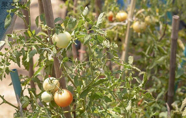 How to pick tomatoes What you must pay attention to when picking tomatoes