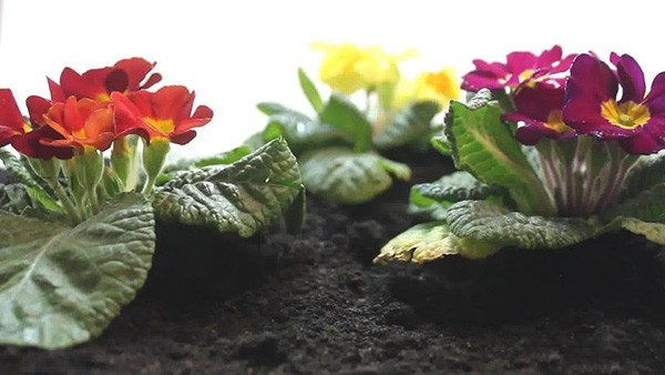 How to grow flowers Let’s see how to grow flowers