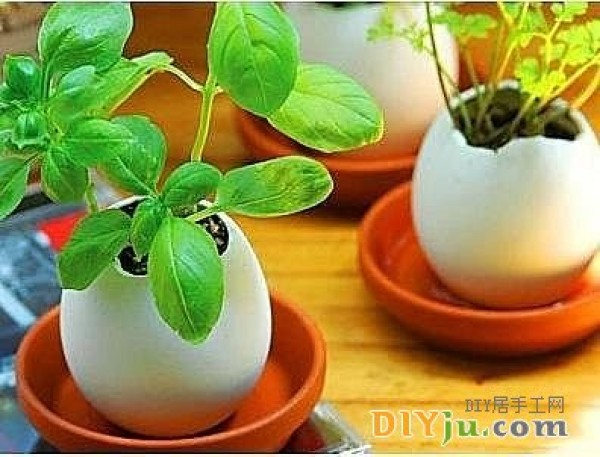 Hand-made flower pots from egg shells to cultivate flower seeds