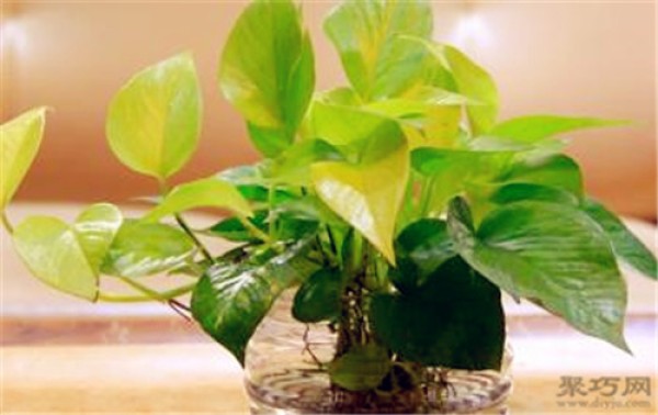 What causes the leaves of pothos to turn yellow? Solutions for yellow spots caused by green radish