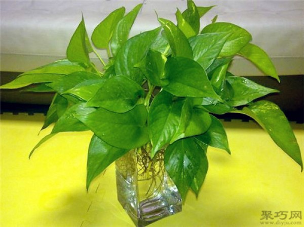 How often do you need to change the water for hydroponically grown pothos to grow faster?