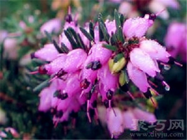 Birthday flower for December 27th: Heather Heather Flower Language