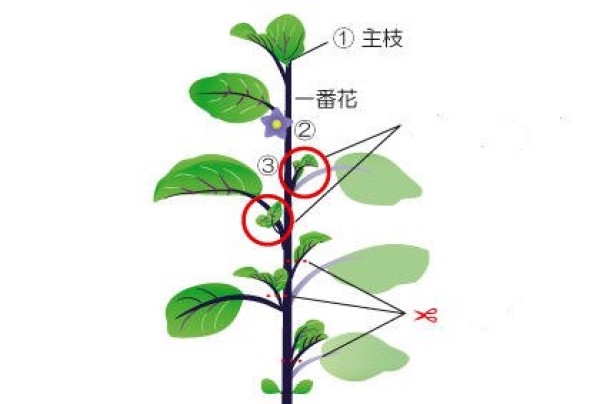 Daily management methods for eggplant planting. How to branch, fertilize and water potted eggplants.