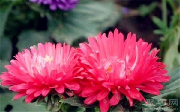 Birthday flower for August 11: Aster Aster flower language