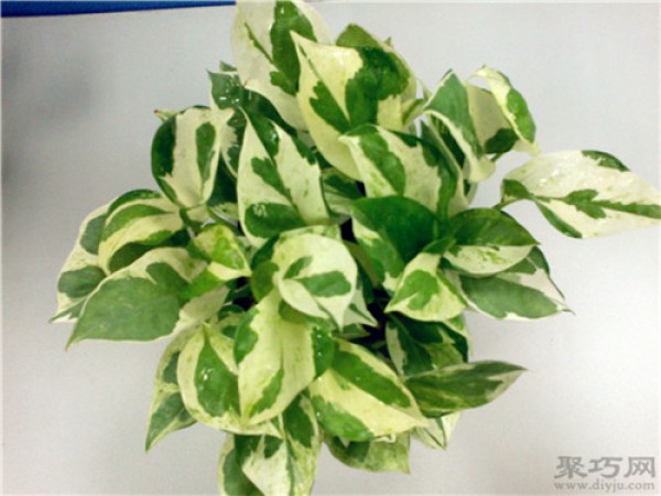 What types of pothos are there? Complete pictures of common green radish varieties