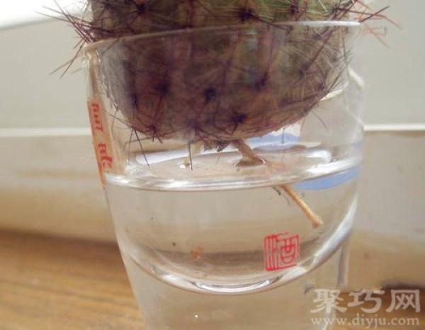 Can cactus be grown in water? How to grow hydroponic cactus