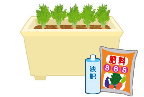 Key points for growing carrots Precautions for fertilization when cultivating carrots