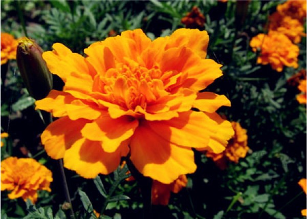 Yellow carnation flower language: gratitude to mother