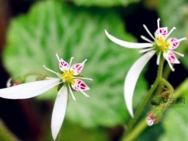 Another name for saxifrage What is the flower language of saxifrage potted plants?