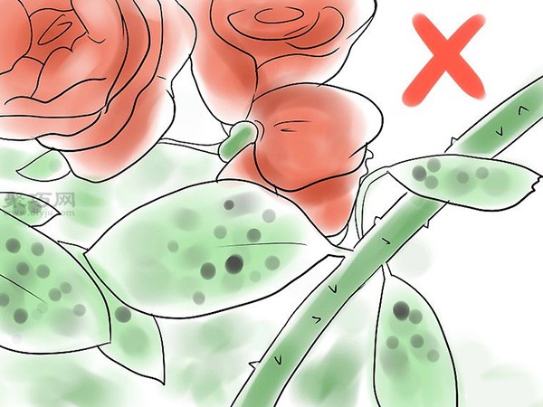 Illustrated tutorial on growing roses How to grow roses