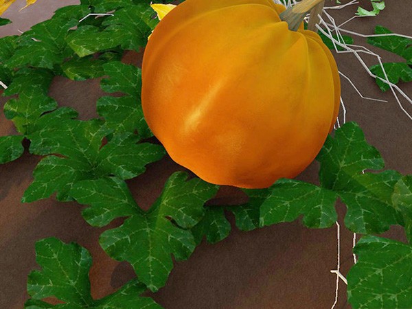 How to Grow Giant Pumpkins How to Grow Giant Pumpkins