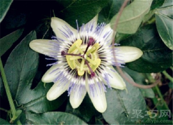 September 12th birthday flower: clock flower clock flower flower language