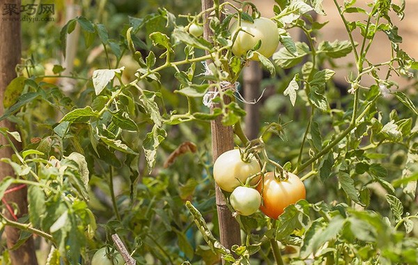 How to pick tomatoes What you must pay attention to when picking tomatoes