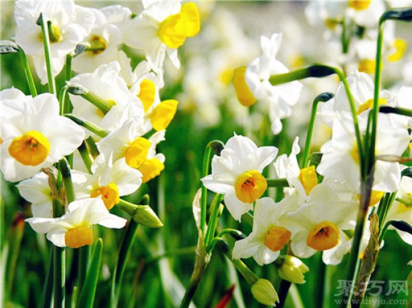 Birthday flower for September 11th: Narcissus Narcissus Flower Language