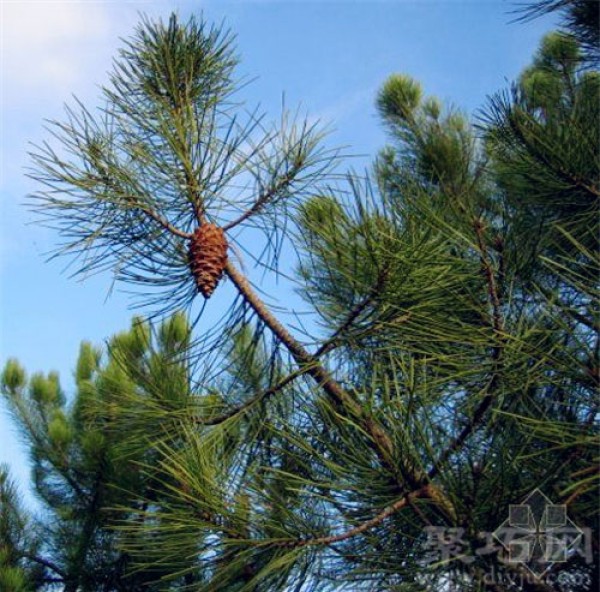 Birthday flower for December 14: Coast pine Coast pine flower language