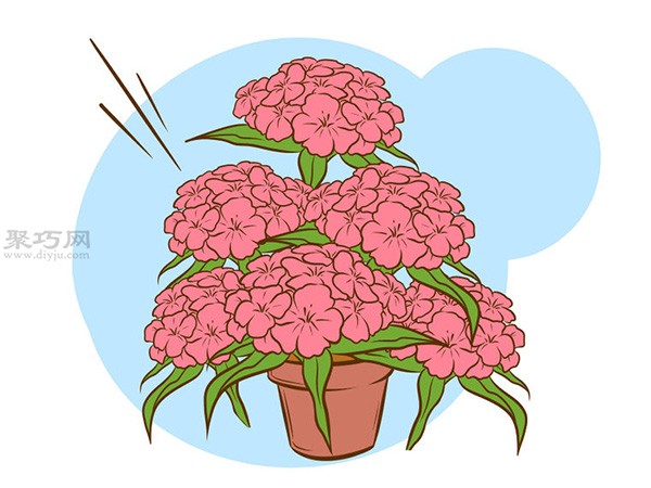 Planting sweet dianthus picture tutorial How to plant sweet dianthus