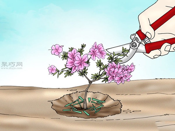 Illustrated Tutorial on Planting Rhododendrons How to Plant Rhododendrons