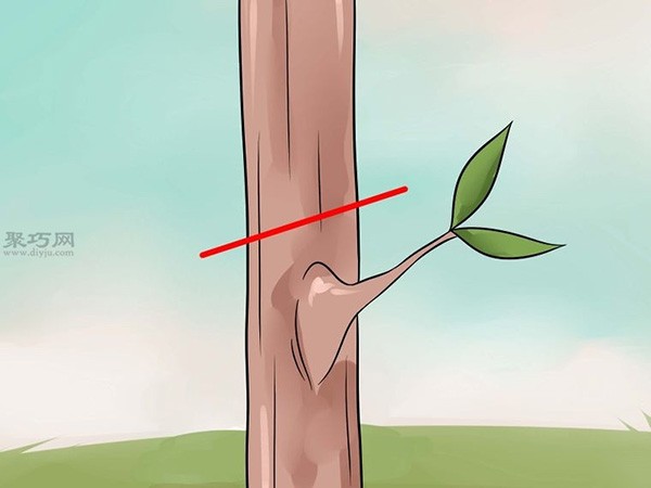 How to graft T-shaped buds to a tree? Grafting tree picture tutorial