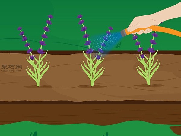 How to care for lavender. See the tutorial on growing lavender.