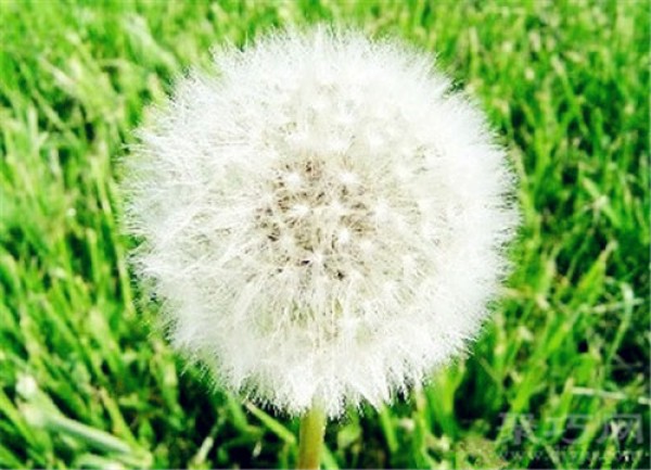 Birthday flower for April 11: Dandelion Dandelion flower language