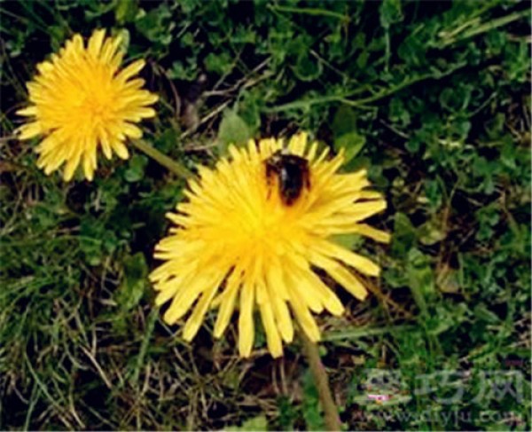 Birthday flower for September 6th: Autumn Dandelion Autumn Dandelion Flower Language