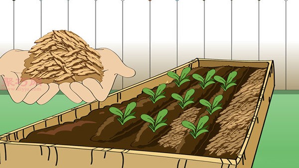 Growing Carrots Illustrated Tutorial How to Grow Carrots