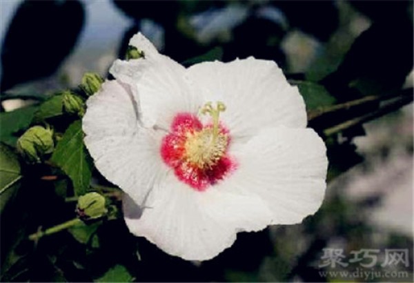 Birthday flower for December 5th: hibiscus flower, flower language of hibiscus flower