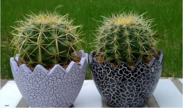 The reason why cactus is drought-resistant and why cactus has thorns