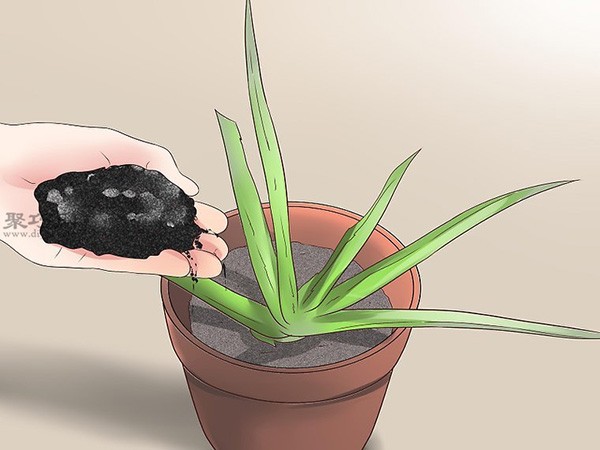 How to plant or transplant aloe vera. See the tutorial on growing aloe vera.