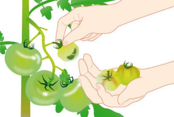 Daily management precautions during the growth period of tomatoes. How to care for growing tomatoes.