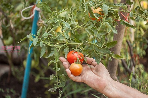 Illustrated tutorial on growing tomatoes How to grow tomatoes