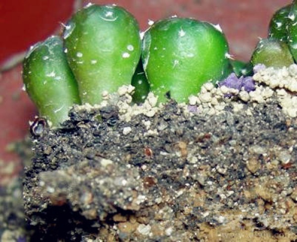 Diagram of how to transplant cactus seedlings