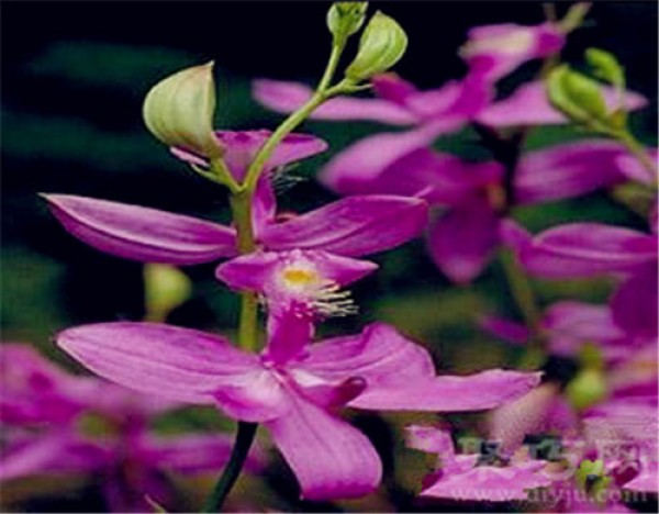 Birthday flower for January 24th: Amaranthus amaranth Amaranth flower language