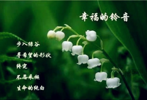 Lily of the valley pictures Lily of the valley flower language