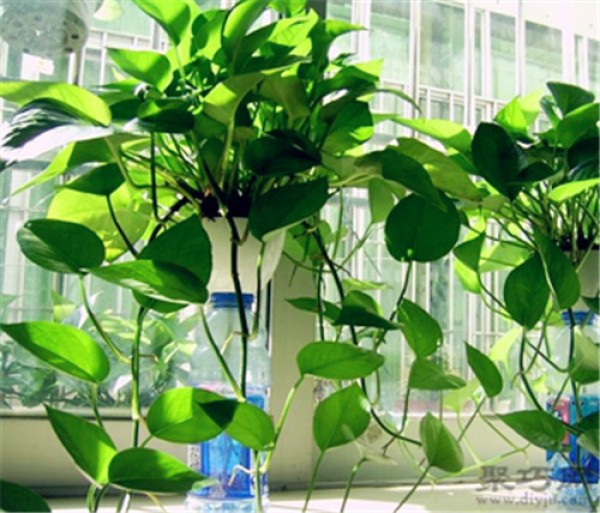 Causes and solutions to root rot of potted pothos