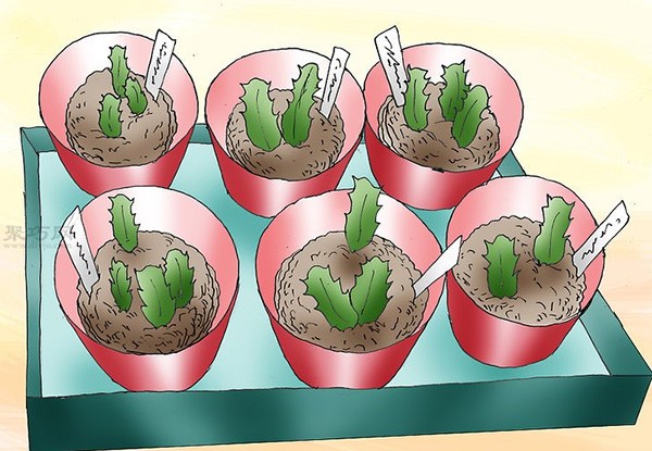 How to grow a succulent Christmas cactus How to grow a Christmas cactus