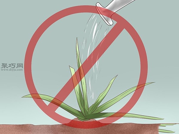 How to plant or transplant aloe vera. See the tutorial on growing aloe vera.