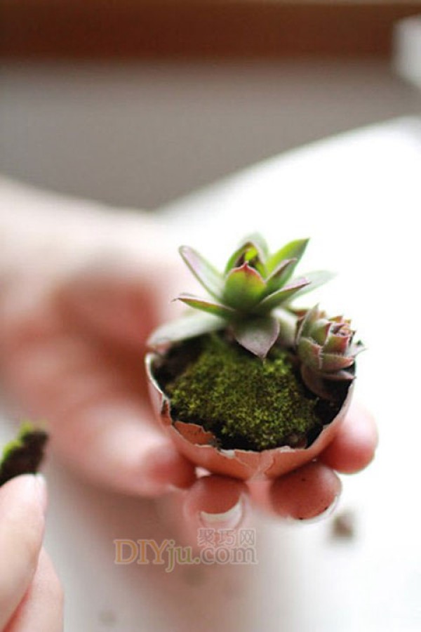 How to make crafts with egg shells and create mini bonsai from egg shells