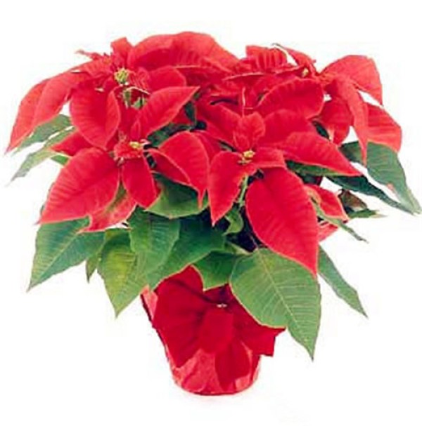 Birthday flower for December 25: Christmas red, Christmas red flower meaning